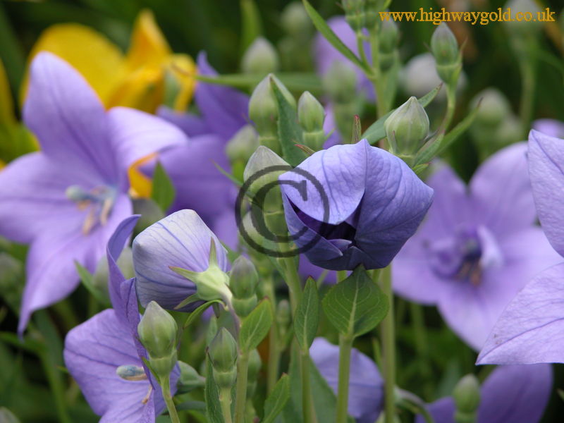 Platycodon grandiflorus 'Mariesii'