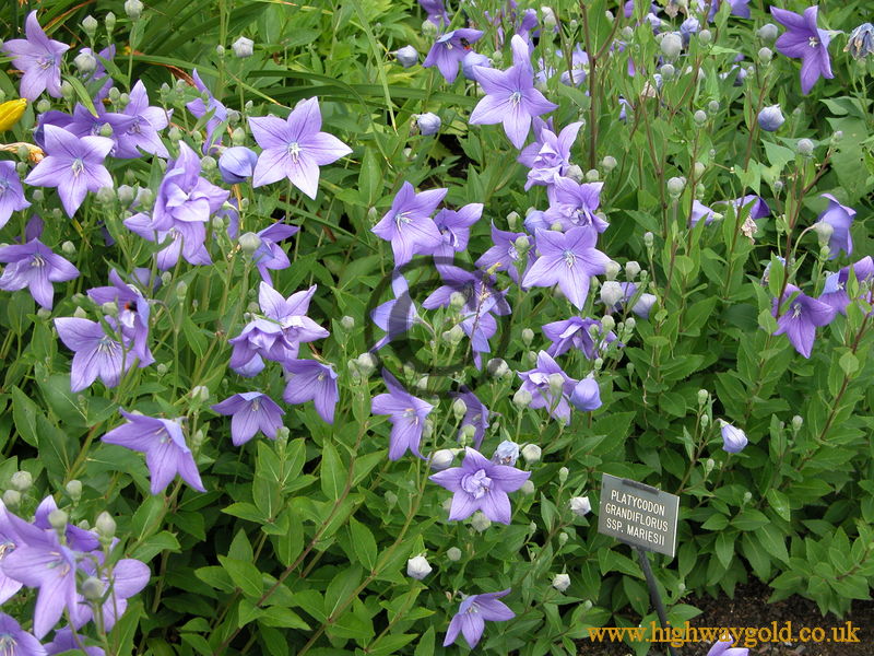 Platycodon grandiflorus 'Mariesii'