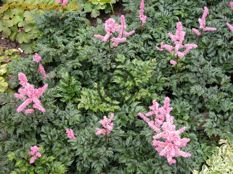 Astilbe 'Perkeo'
