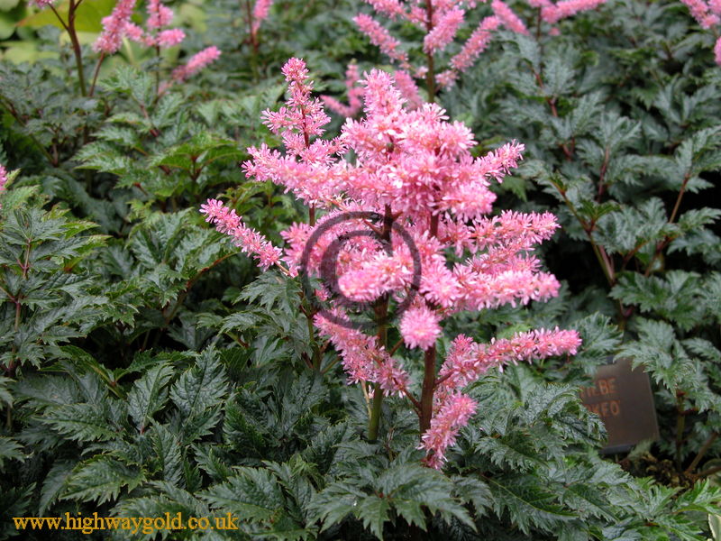 Astilbe 'Perkeo'