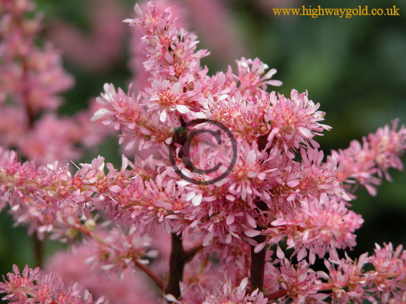 Astilbe 'Perkeo'