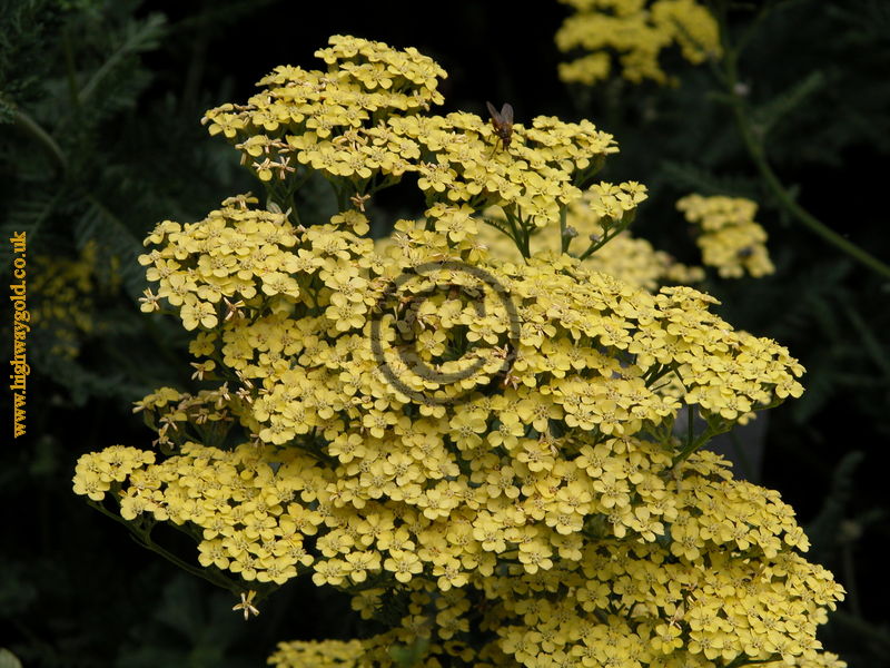 Achillea 'Credo'