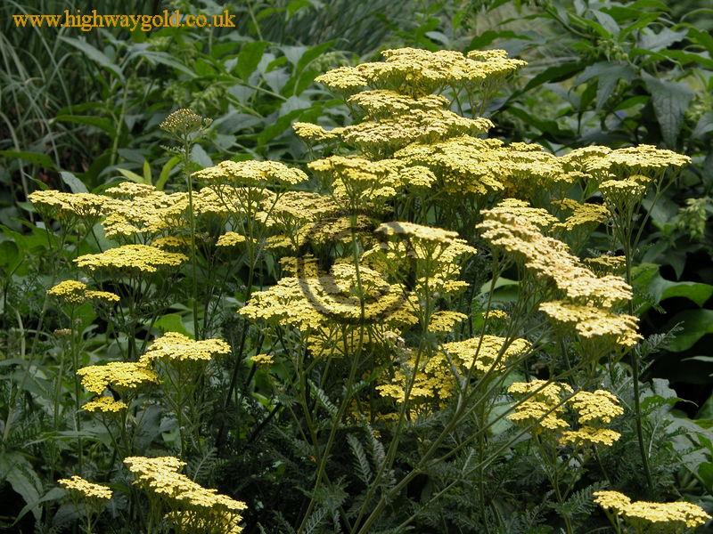 Achillea 'Credo'
