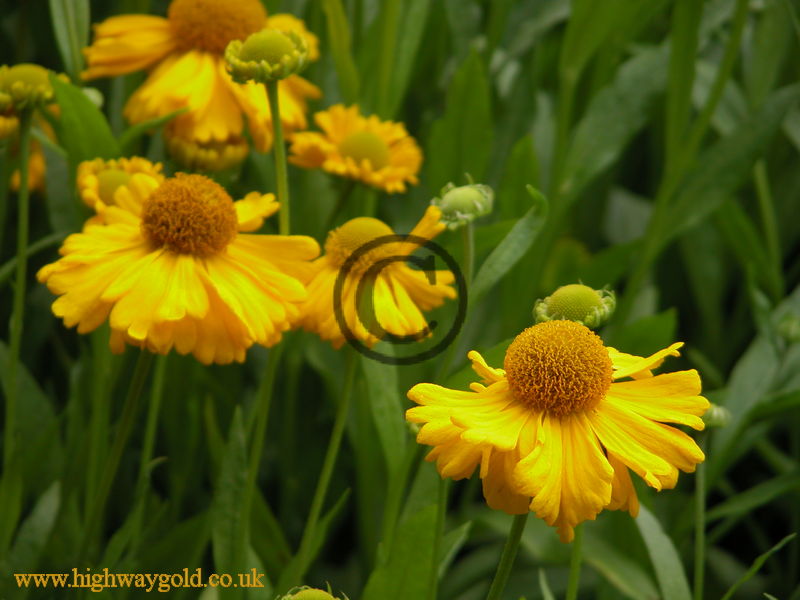 Helenium bigelovii