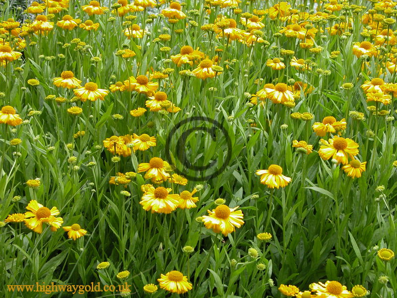 Helenium bigelovii