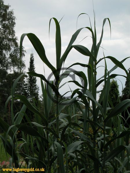 Arundo donax