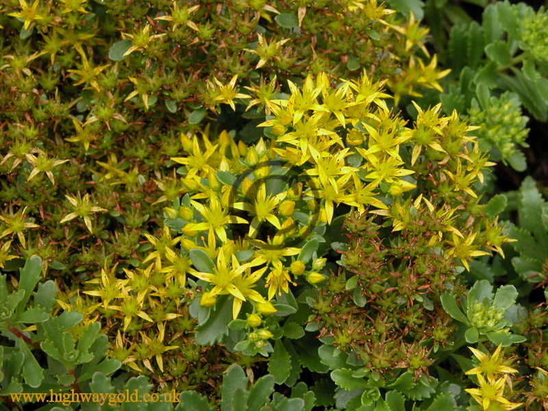 Sedum floriferum 'Weihenstephaner Gold'