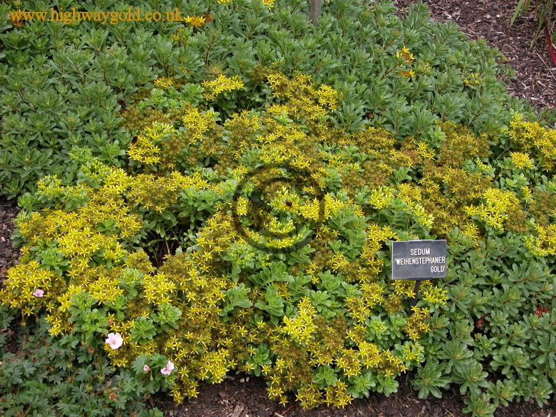 Sedum floriferum 'Weihenstephaner Gold'