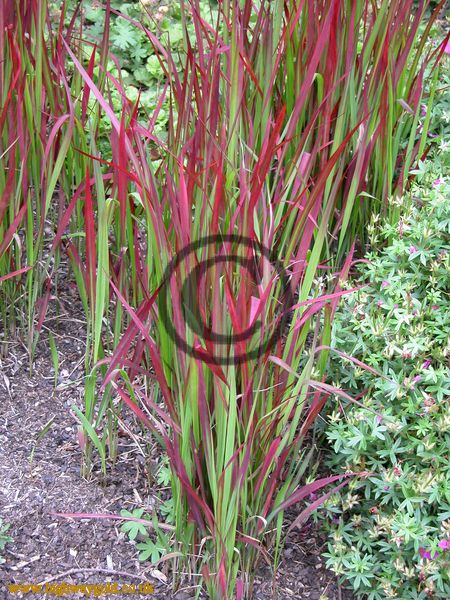 Imperata cylindrica 'Rubra'
