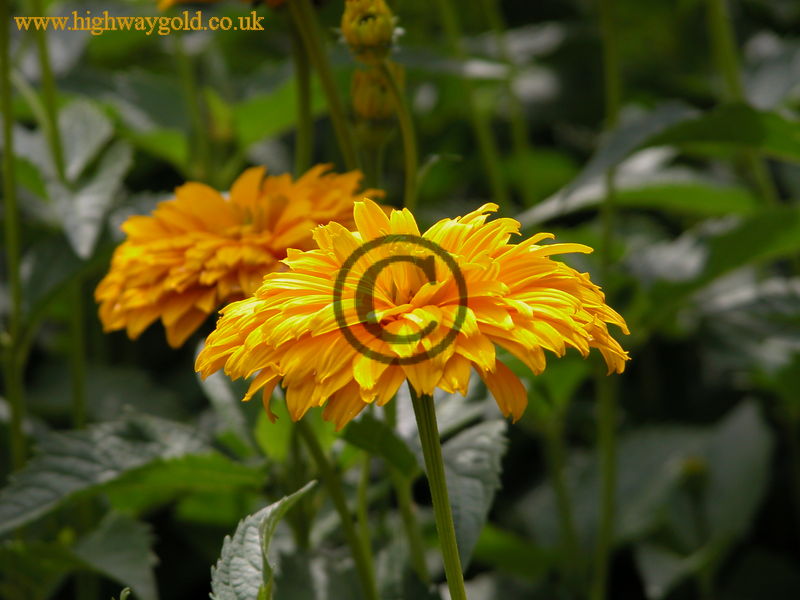 Heliopsis 'Sunburst'