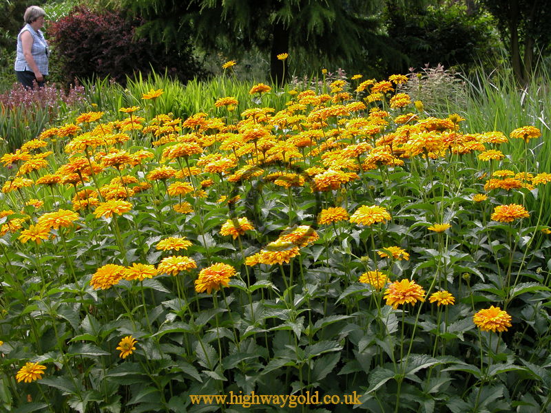 Heliopsis 'Sunburst'