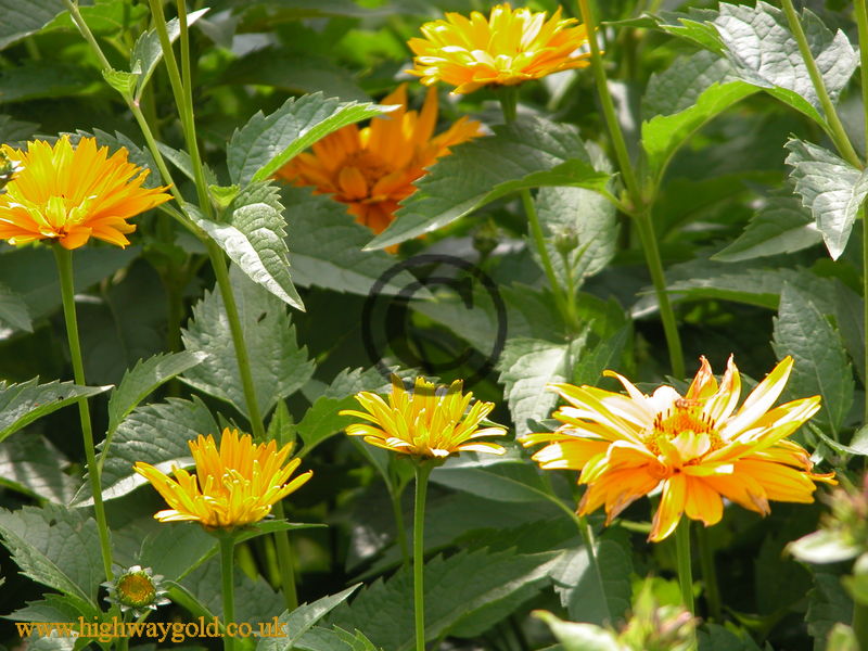 Heliopsis 'Jupiter'