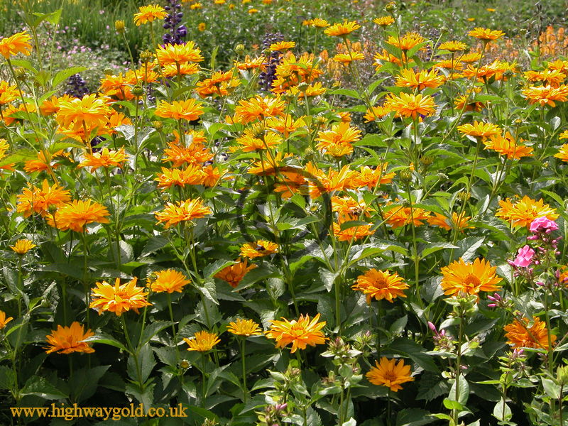 Heliopsis 'Jupiter'