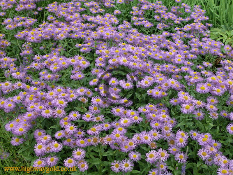 Erigeron 'Mesa Grande'