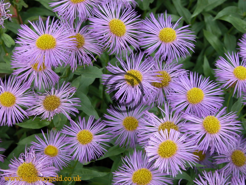 Erigeron 'Mesa Grande'