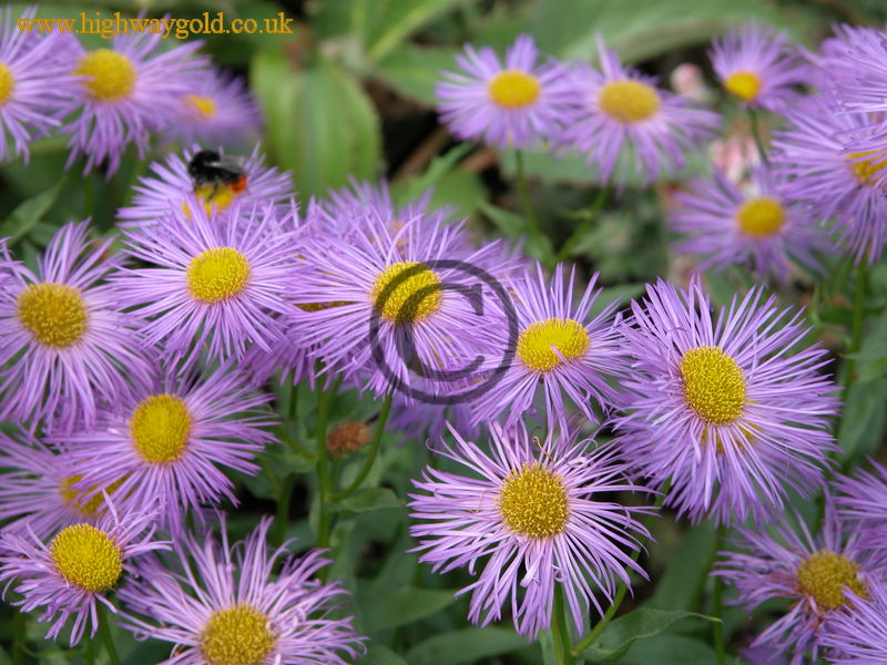 Erigeron 'Mesa Grande'
