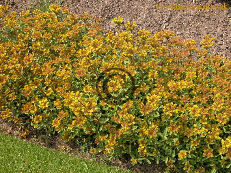 Sedum arboroseum