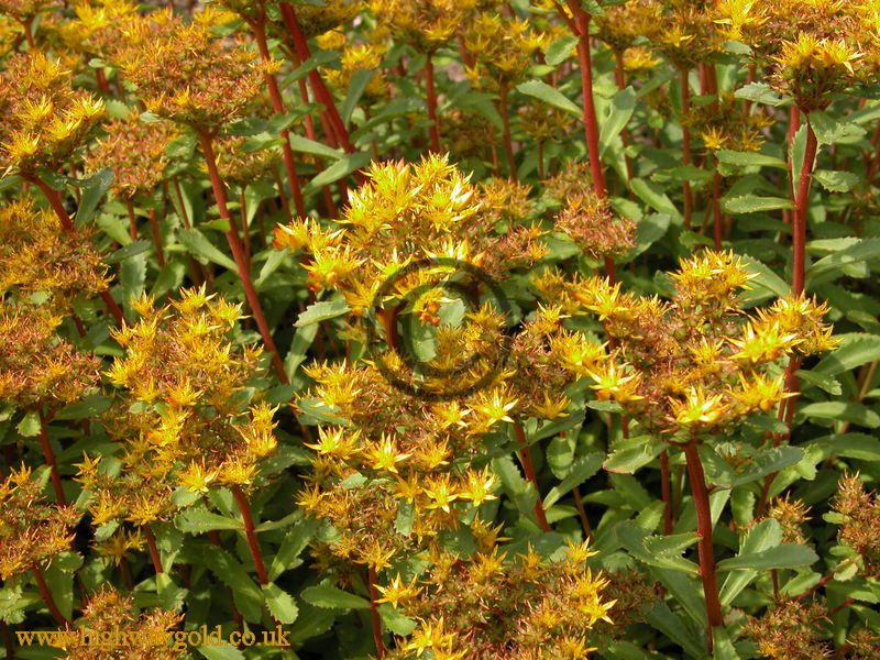Sedum arboroseum