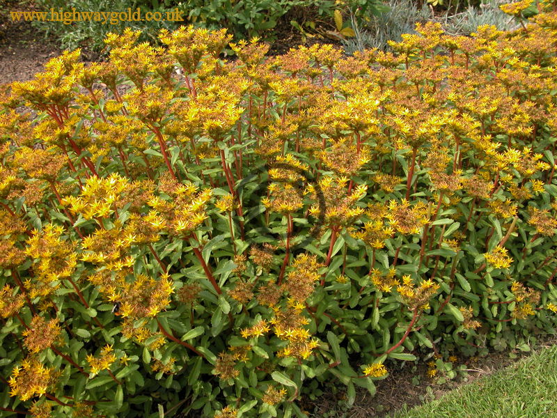 Sedum arboroseum