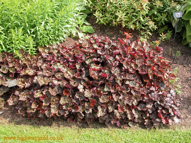 Heuchera micrantha 'Palace Purple'