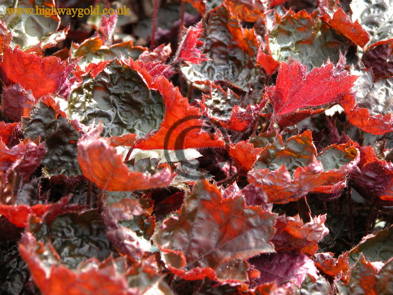 Heuchera micrantha 'Palace Purple'