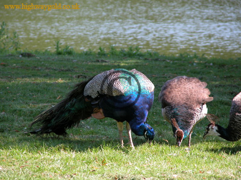 Peacocks