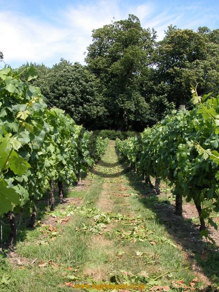 Vineyard