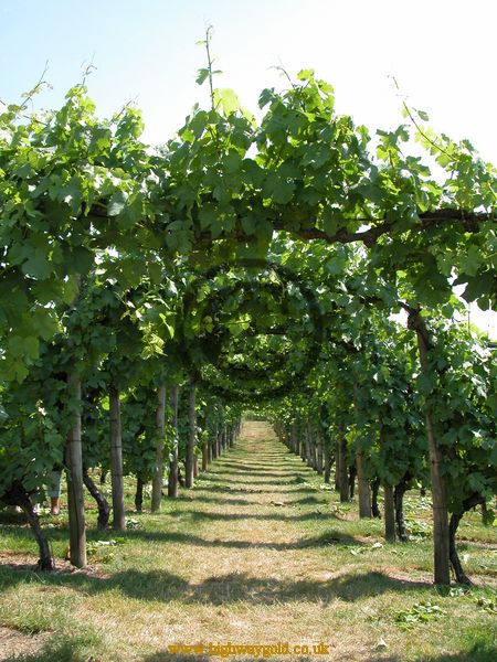 Vineyard