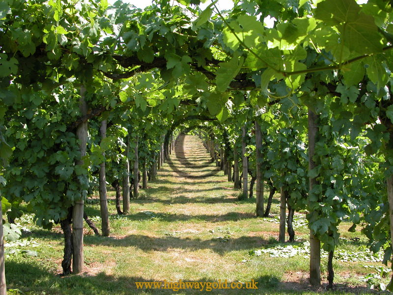 Vineyard