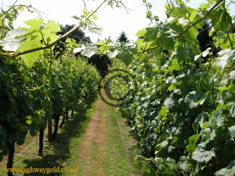 Vineyard