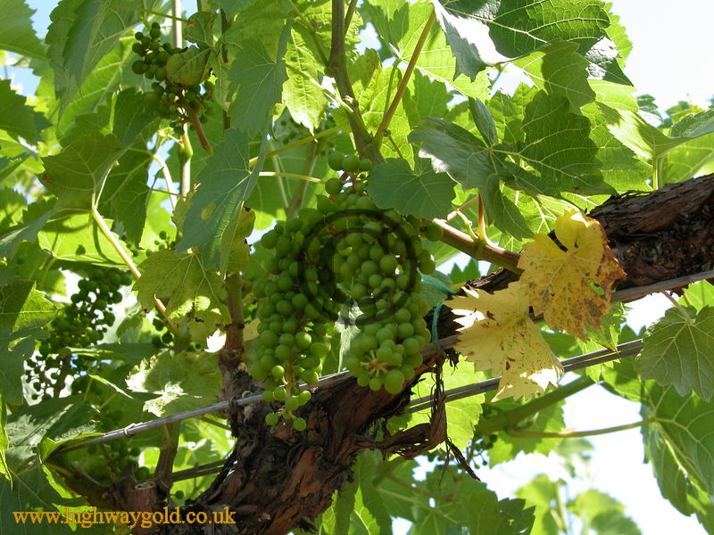 Vineyard