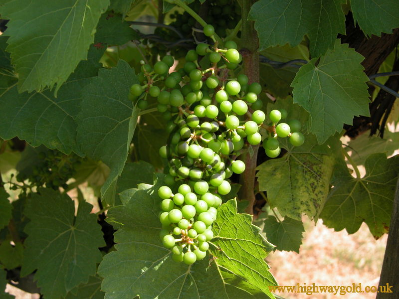 Grapes