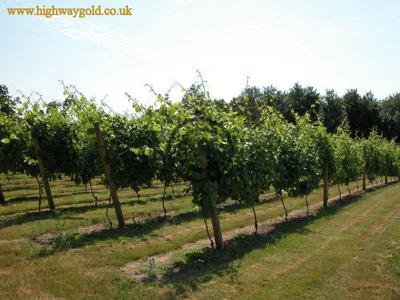 Vineyard
