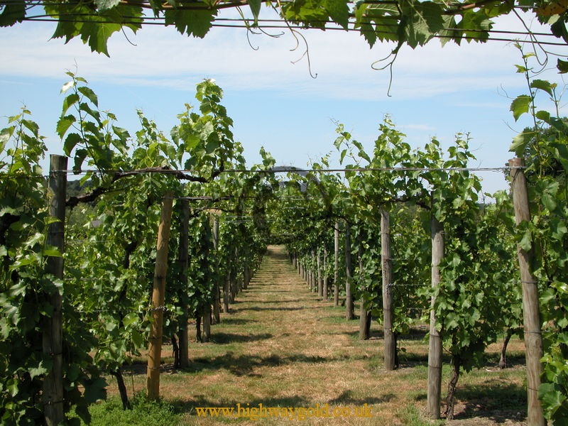 Vineyard