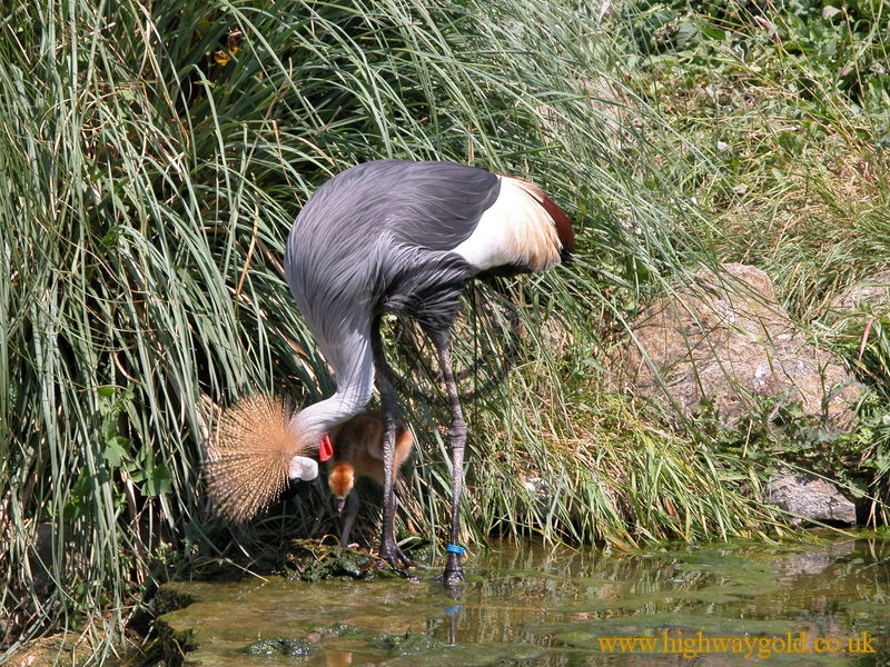 Crowned Crane