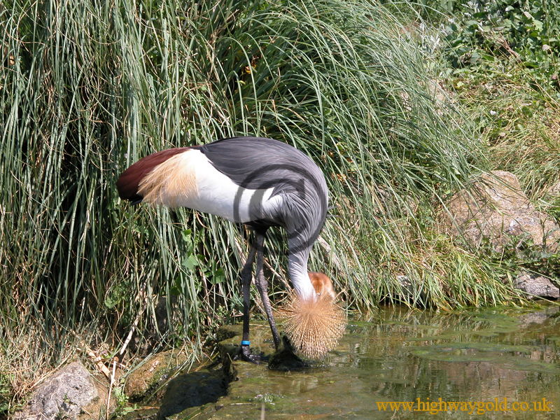 Crowned Crane