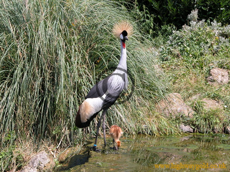 Crowned Crane