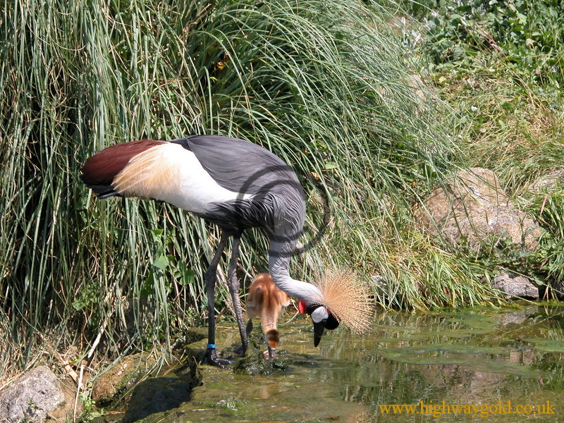 Crowned Crane