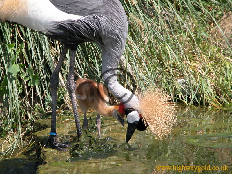 Crowned Crane with chick
