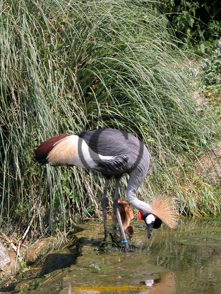 Crowned Crane