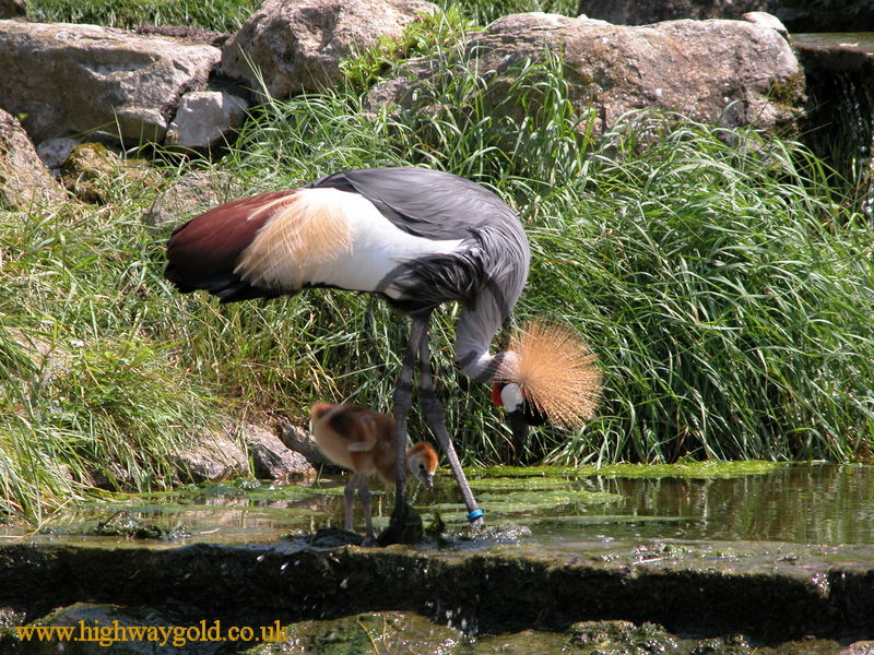 Crowned Crane