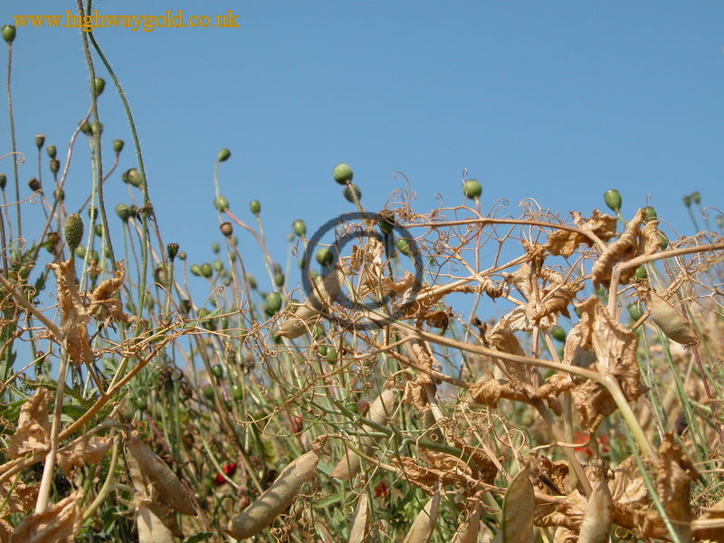 White Cliffs of Dover