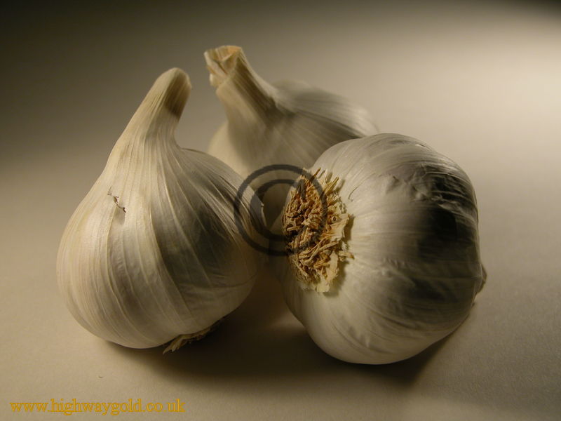 Garlic