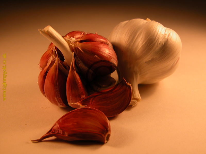 Garlic