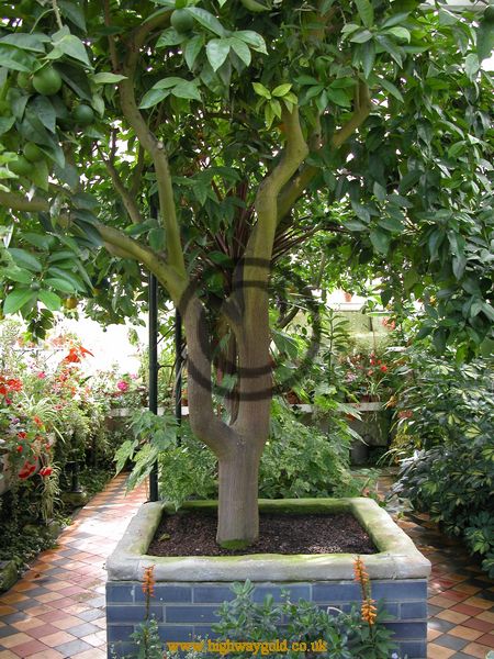 Orangery
