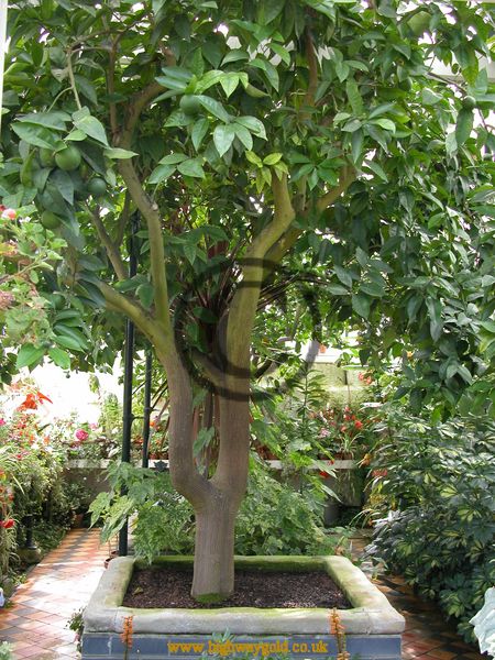 Orangery