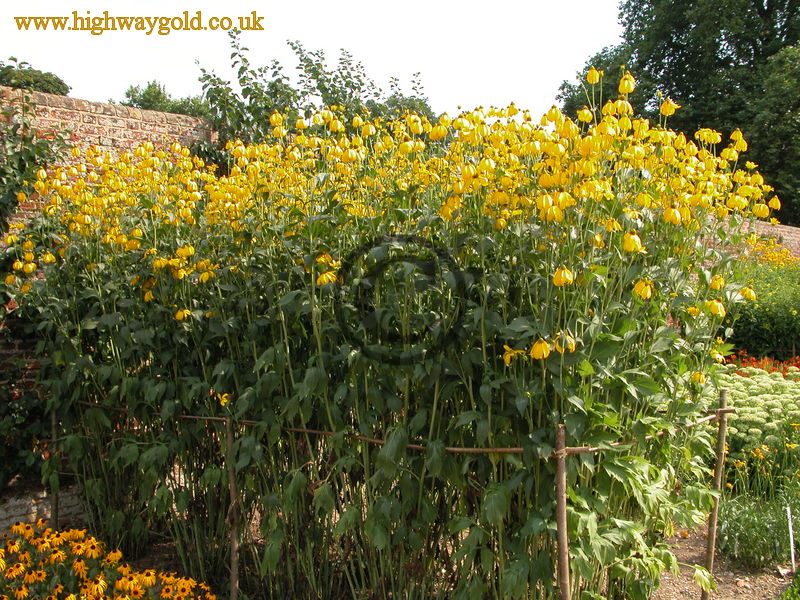 Rudbeckia 'Herbstonne'