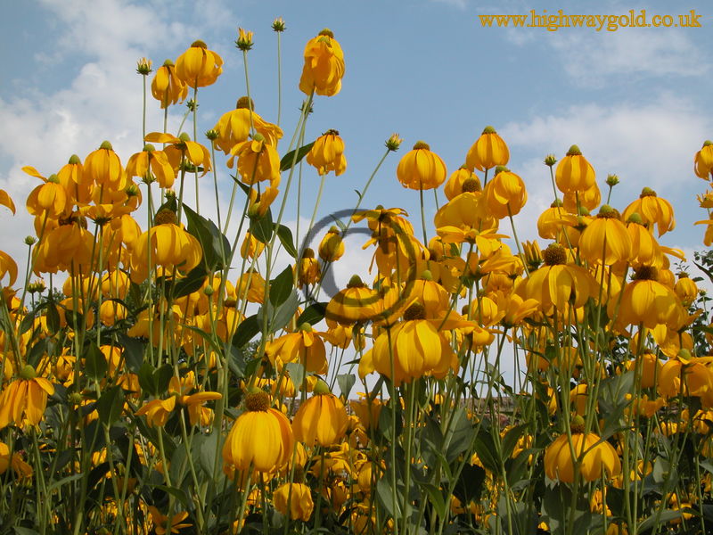 Rudbeckia 'Herbstonne'