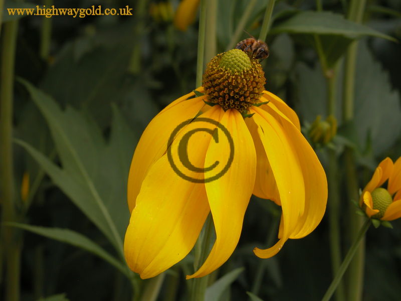 Rudbeckia 'Herbstonne'