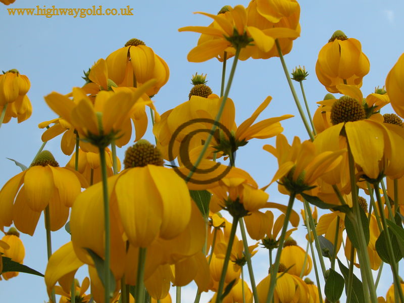 Rudbeckia 'Herbstonne'